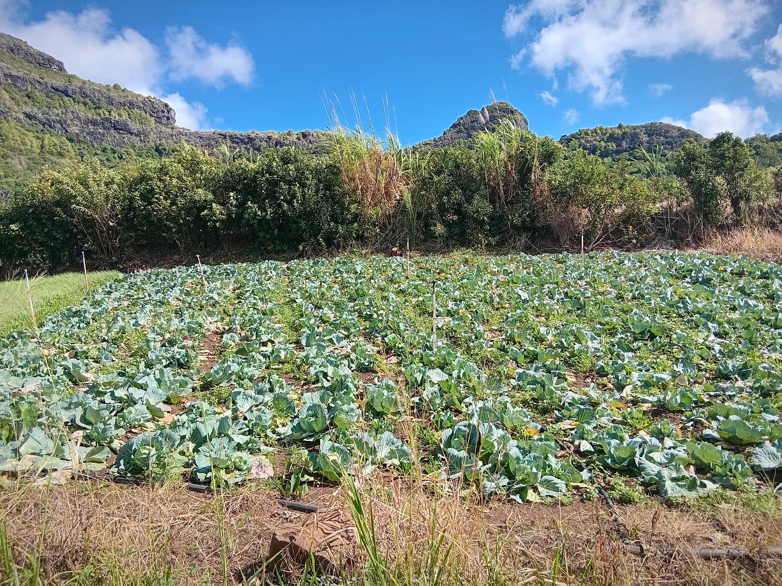 Cabbage field below the cliffs