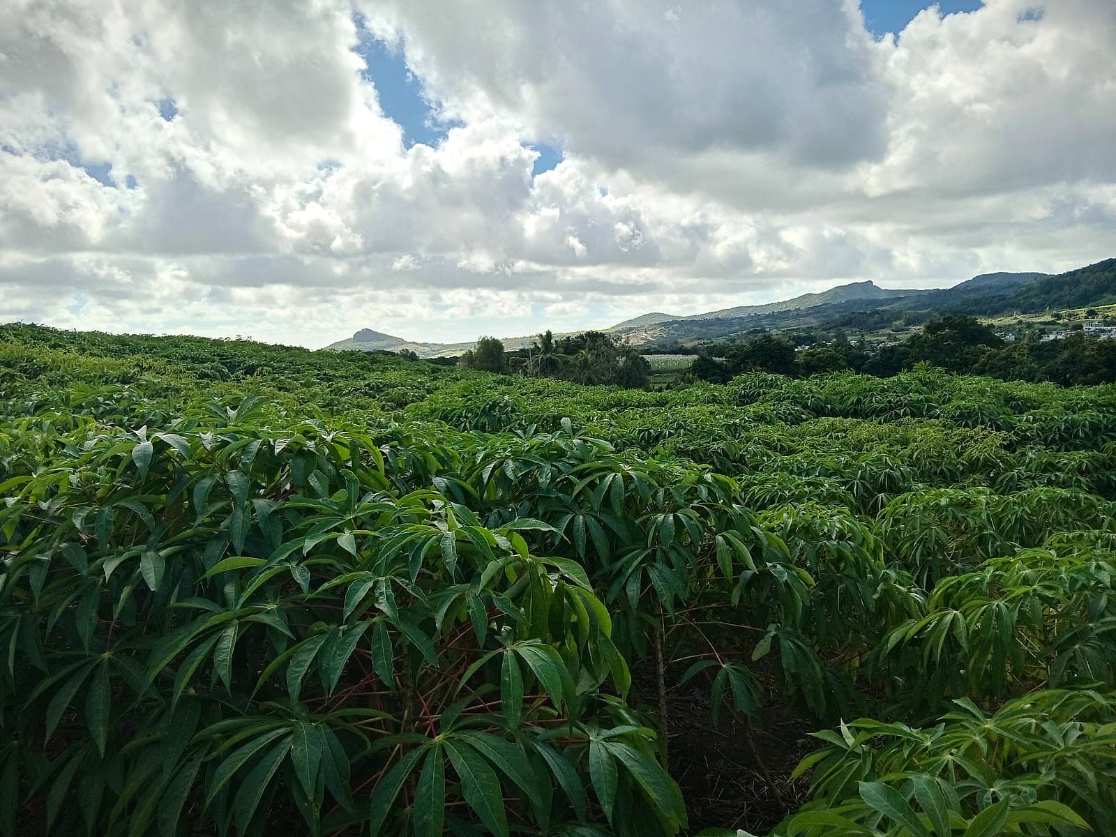 A sea of cassava leaves under wide skies