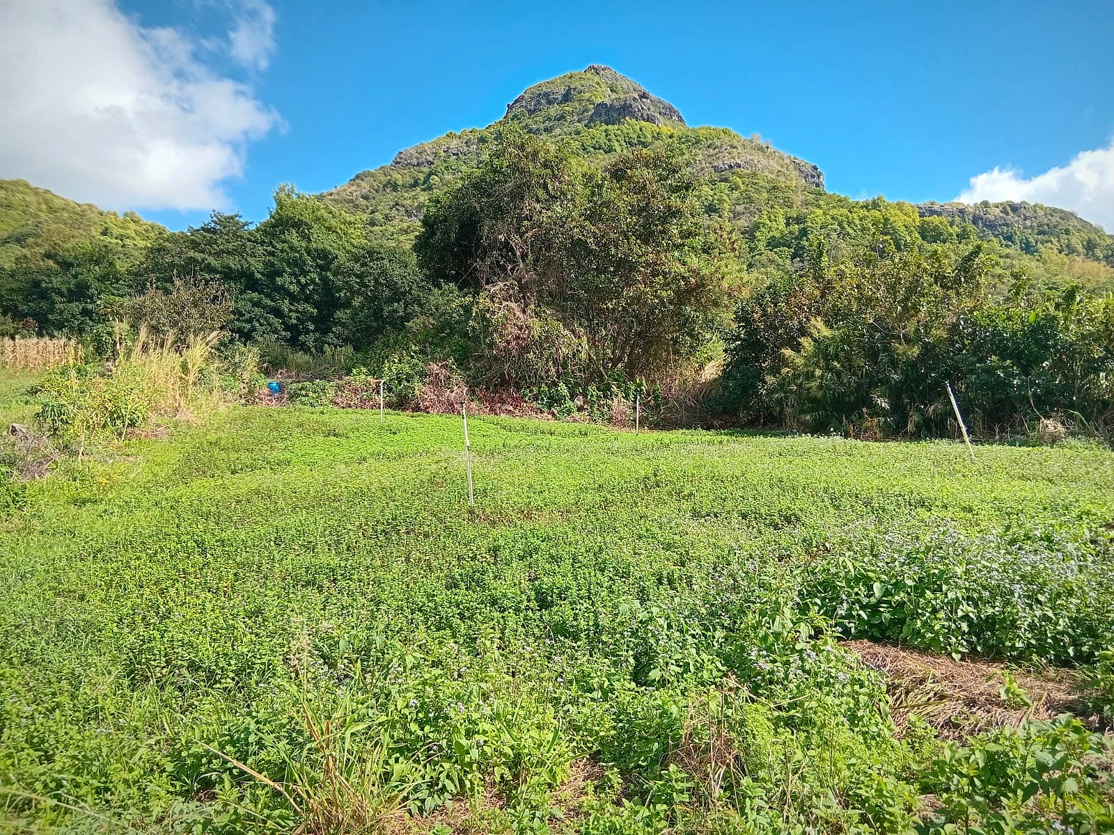 Mint beds stretching toward the mountain