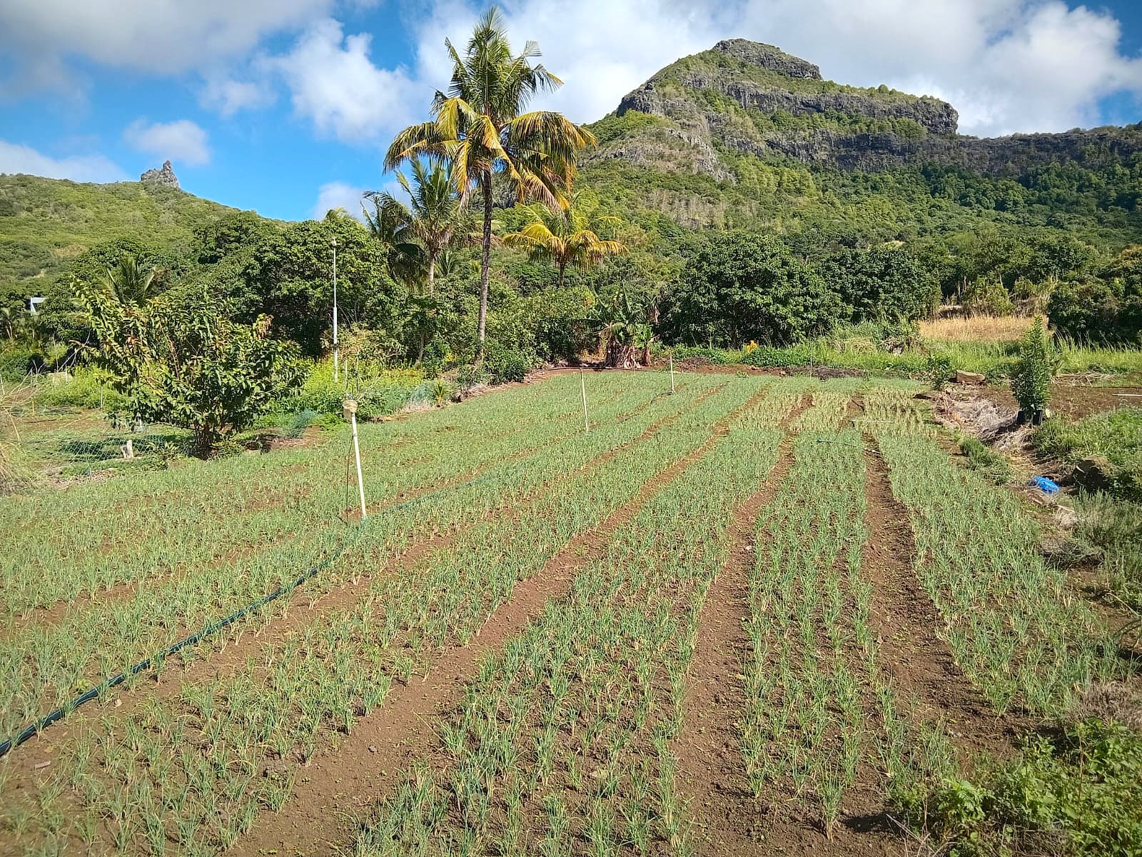 Spring onion rows with palms and mountain behind