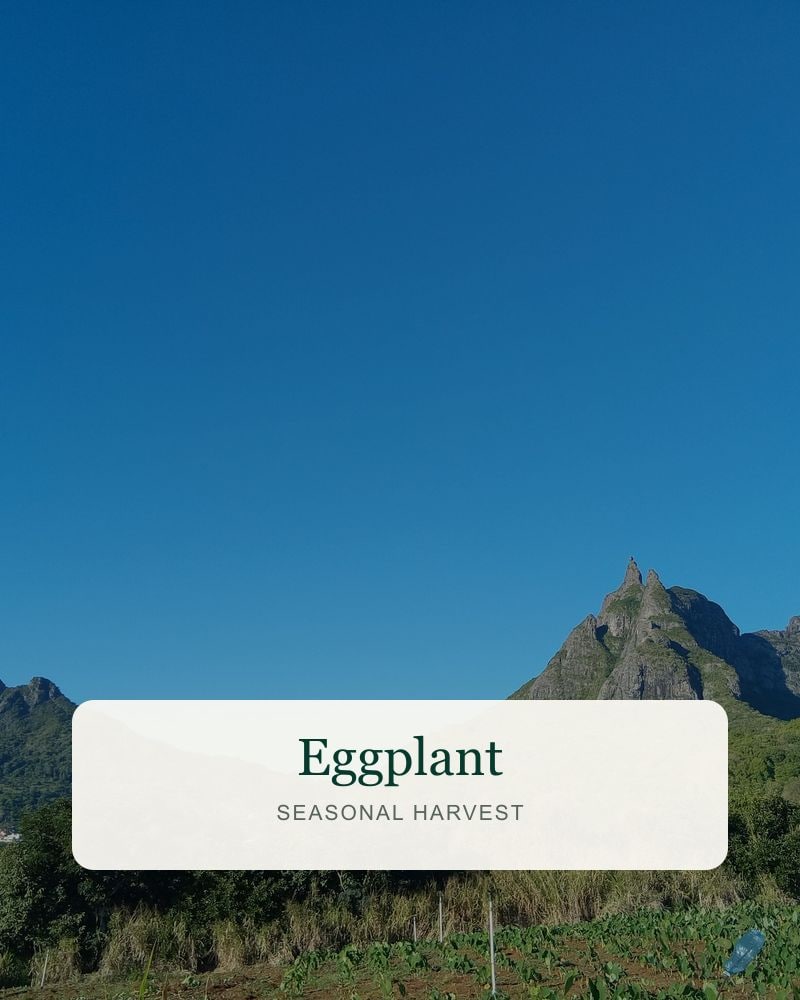 Eggplant from the DSP FreshDrop harvest