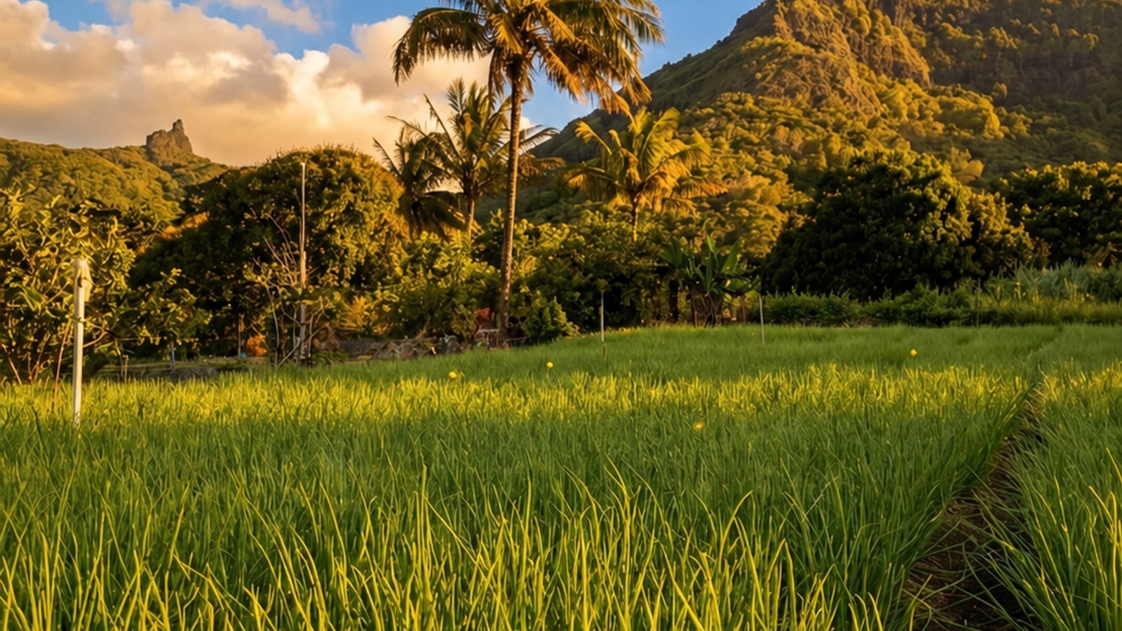 Green fields and palms at the foot of Pieter Both